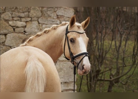 Deutsches Reitpony, Wallach, 5 Jahre, 147 cm, Palomino