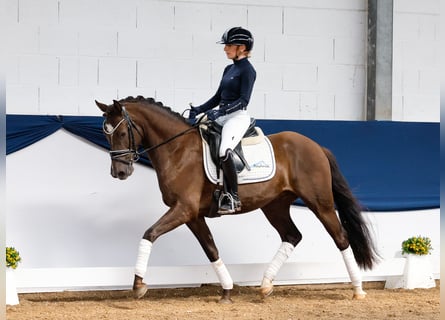 Deutsches Reitpony, Wallach, 5 Jahre, 148 cm, Blauschimmel