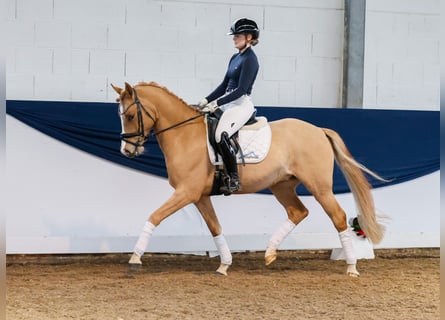 Deutsches Reitpony, Wallach, 5 Jahre, 148 cm, Falbe