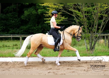 Deutsches Reitpony, Wallach, 5 Jahre, 148 cm, Falbe