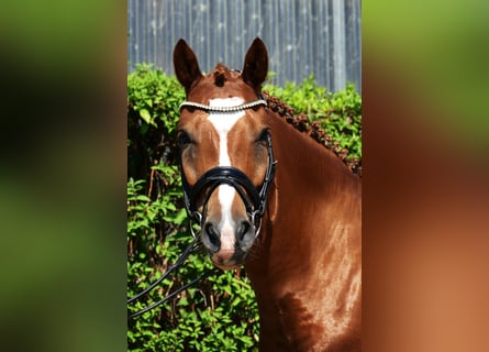 Deutsches Reitpony, Wallach, 5 Jahre, 148 cm, Fuchs