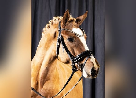Deutsches Reitpony, Wallach, 5 Jahre, 148 cm, Fuchs