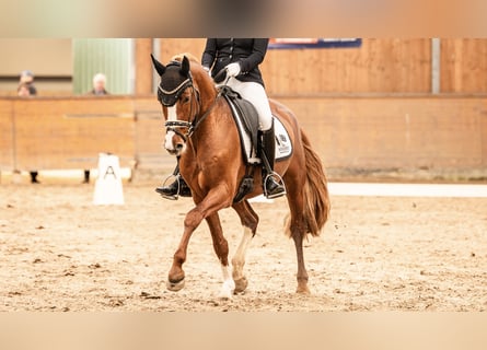 Deutsches Reitpony, Wallach, 5 Jahre, 148 cm, Fuchs