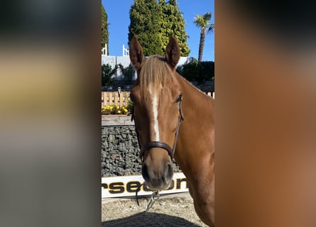 Deutsches Reitpony, Wallach, 5 Jahre, 148 cm, Fuchs