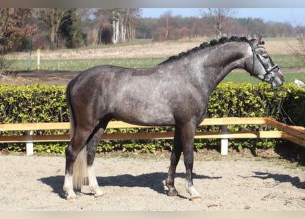 Deutsches Reitpony, Wallach, 5 Jahre, 148 cm, Schimmel