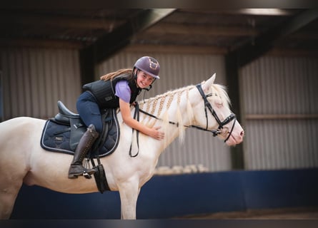 Deutsches Reitpony Mix, Wallach, 5 Jahre, 149 cm, Cremello