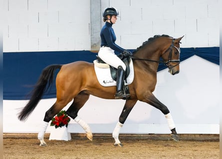 Deutsches Reitpony, Wallach, 5 Jahre, 150 cm, Brauner