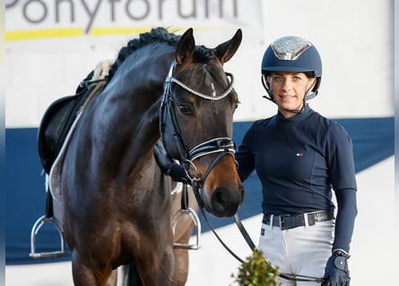 Deutsches Reitpony, Wallach, 5 Jahre, 150 cm, Dunkelbrauner