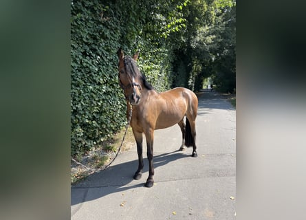 Deutsches Reitpony, Wallach, 5 Jahre, 152 cm, Brauner