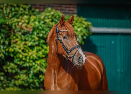 Deutsches Reitpony, Wallach, 5 Jahre, 153 cm, Fuchs