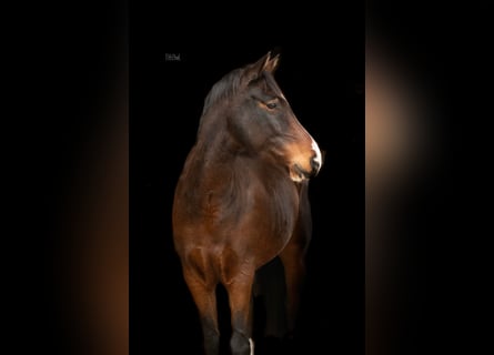 Deutsches Reitpony, Wallach, 5 Jahre, 155 cm, Dunkelbrauner