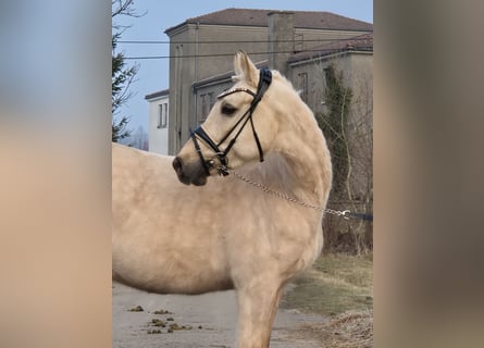 Deutsches Reitpony, Wallach, 5 Jahre, 155 cm, Palomino