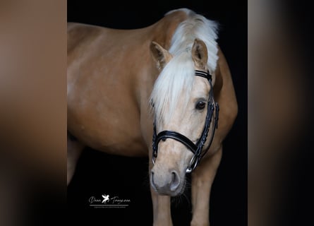 Deutsches Reitpony, Wallach, 5 Jahre, 155 cm, Palomino