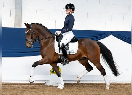 Deutsches Reitpony, Wallach, 5 Jahre, Brauner