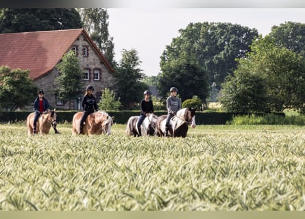 Deutsches Reitpony Mix, Wallach, 5 Jahre