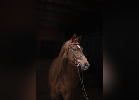 Deutsches Reitpony, Wallach, 5 Jahre, Fuchs