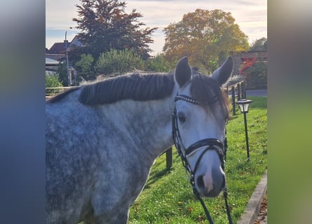 Deutsches Reitpony, Wallach, 5 Jahre, Schimmel