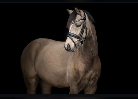 Deutsches Reitpony, Wallach, 6 Jahre, 142 cm, Buckskin