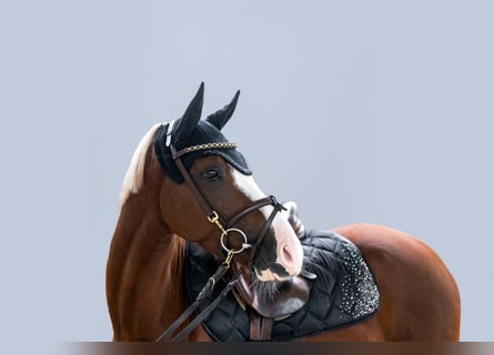 Deutsches Reitpony, Wallach, 6 Jahre, 142 cm, Fuchs