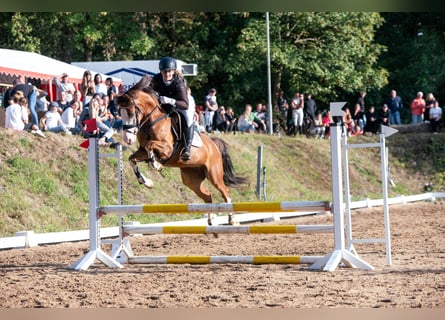 Deutsches Reitpony, Wallach, 6 Jahre, 144 cm, Dunkelfuchs