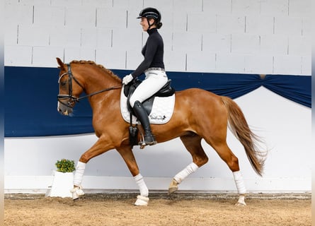 Deutsches Reitpony, Wallach, 6 Jahre, 144 cm, Fuchs