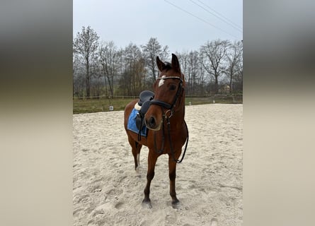 Deutsches Reitpony, Wallach, 6 Jahre, 145 cm, Brauner