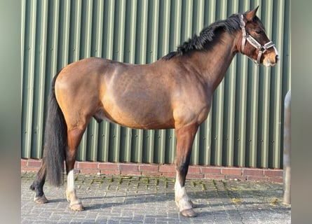 Deutsches Reitpony, Wallach, 6 Jahre, 146 cm, Brauner