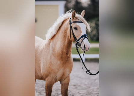 Deutsches Reitpony, Wallach, 6 Jahre, 146 cm