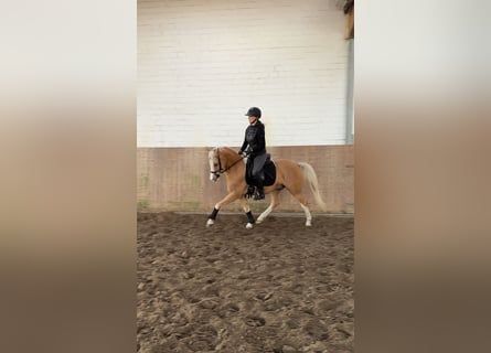 Deutsches Reitpony, Wallach, 6 Jahre, 146 cm, Palomino