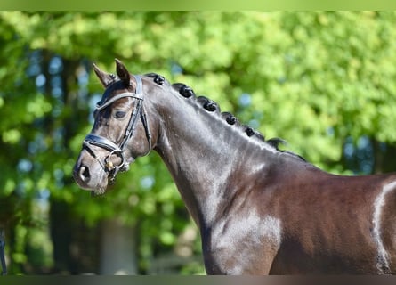 Deutsches Reitpony, Wallach, 6 Jahre, 146 cm, Rappe
