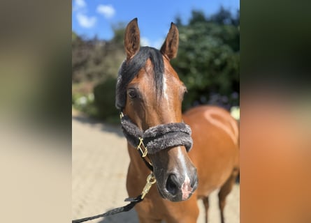 Deutsches Reitpony, Wallach, 6 Jahre, 147 cm, Brauner