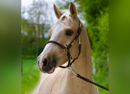 Deutsches Reitpony, Wallach, 6 Jahre, 147 cm