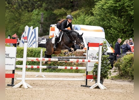 Deutsches Reitpony, Wallach, 6 Jahre, 147 cm, Dunkelbrauner