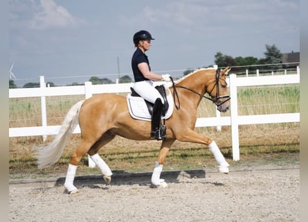 Deutsches Reitpony, Wallach, 6 Jahre, 147 cm, Palomino