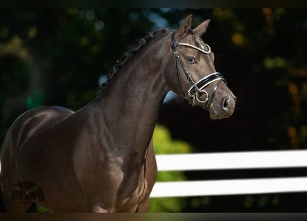 Deutsches Reitpony, Wallach, 6 Jahre, 147 cm, Schwarzbrauner