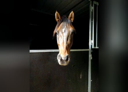 Deutsches Reitpony, Wallach, 6 Jahre, 148 cm, Buckskin