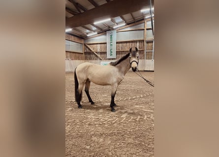 Deutsches Reitpony, Wallach, 6 Jahre, 148 cm, Buckskin