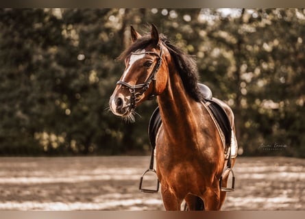 Deutsches Reitpony, Wallach, 6 Jahre, 148 cm, Dunkelbrauner