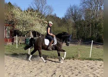 Deutsches Reitpony, Wallach, 6 Jahre, 148 cm, Dunkelfuchs