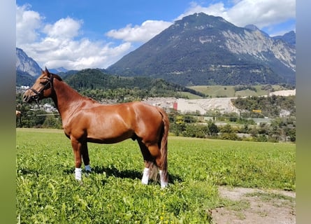 Deutsches Reitpony, Wallach, 6 Jahre, 148 cm, Fuchs