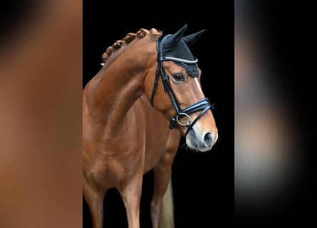 Deutsches Reitpony, Wallach, 6 Jahre, 148 cm, Fuchs