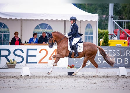 Deutsches Reitpony, Wallach, 6 Jahre, 148 cm, Fuchs