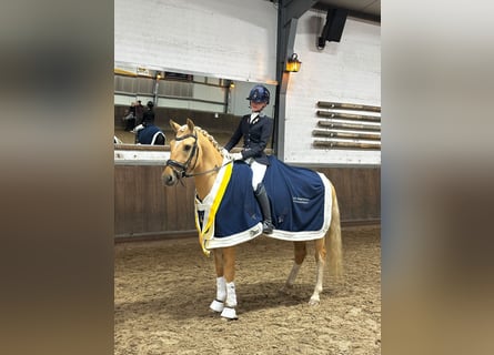 Deutsches Reitpony, Wallach, 6 Jahre, 148 cm, Palomino