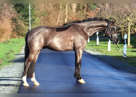 Deutsches Reitpony, Wallach, 6 Jahre, 148 cm, Rappe