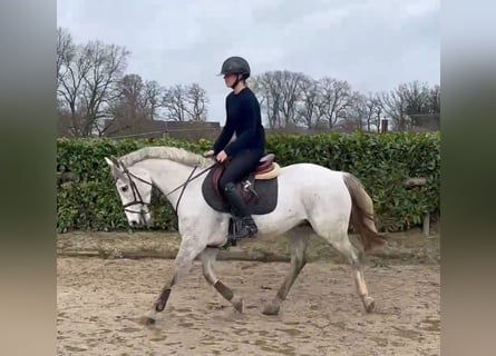 Deutsches Reitpony, Wallach, 6 Jahre, 148 cm