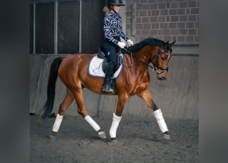 Deutsches Reitpony, Wallach, 6 Jahre, 151 cm