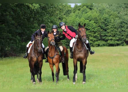 Deutsches Reitpony, Wallach, 6 Jahre, 152 cm, Brauner