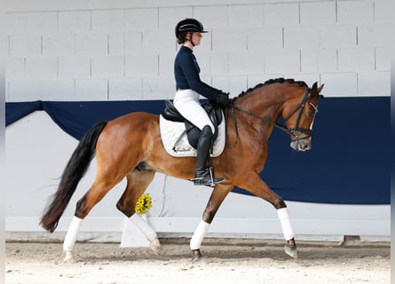 Deutsches Reitpony, Wallach, 6 Jahre, 152 cm, Brauner