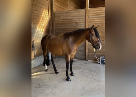 Deutsches Reitpony, Wallach, 6 Jahre, 152 cm, Brauner