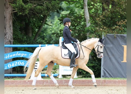 Deutsches Reitpony, Wallach, 6 Jahre, 153 cm, Palomino
